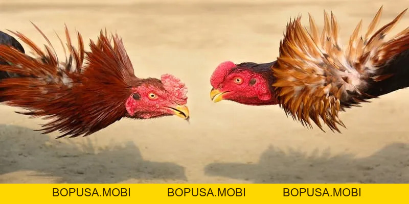 Kinh nghiệm soi kèo đá gà chính xác cho người chơi chuyên nghiệp tại PU88 - bopusa.mobi