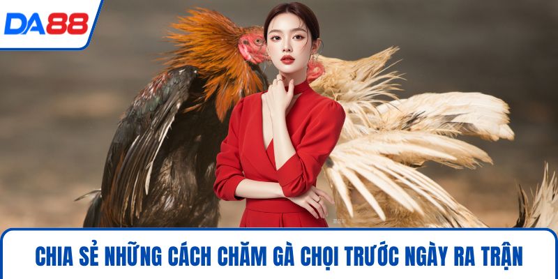 Cách Chăm Gà Chọi Hiệu Quả 2026 Chuẩn Sư Kê Tại DA88 - bopusa.mobi