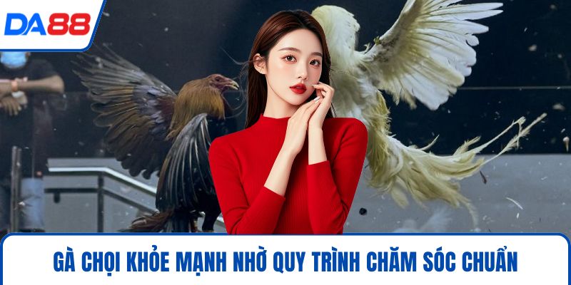 Cách Chăm Gà Chọi Hiệu Quả 2026 Chuẩn Sư Kê Tại DA88 - bopusa.mobi