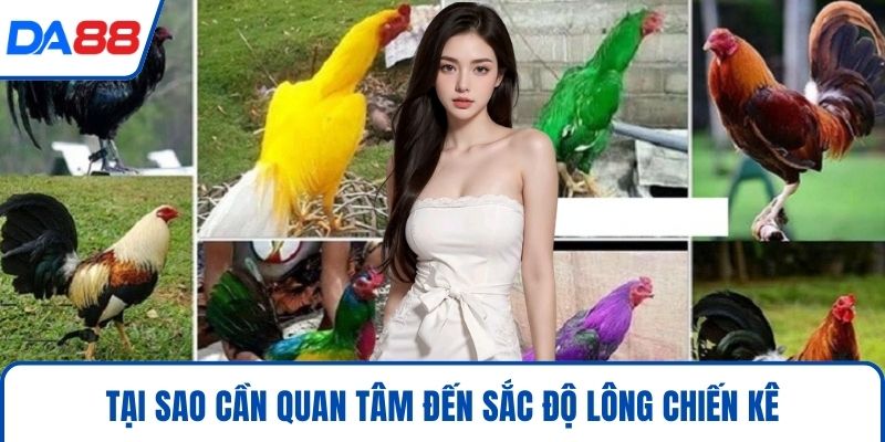 Màu Mạng Gà Đá – Cách Chọn Màu Chính Xác Thắng Lớn 2026 - bopusa.mobi